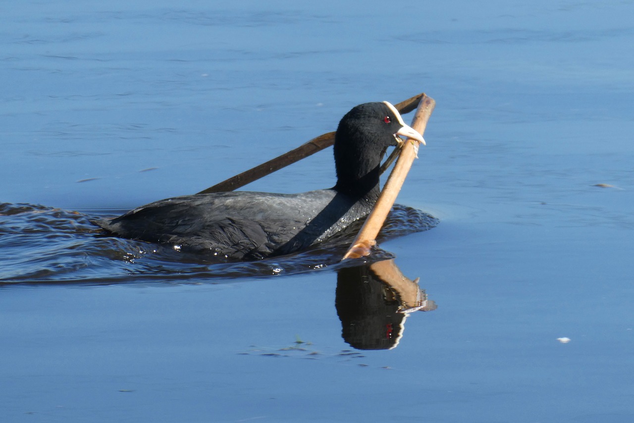 coot  nest building  spring free photo