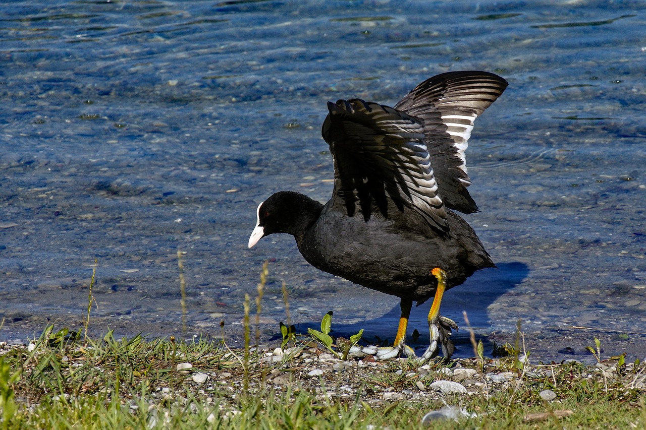 coot  black  bird free photo