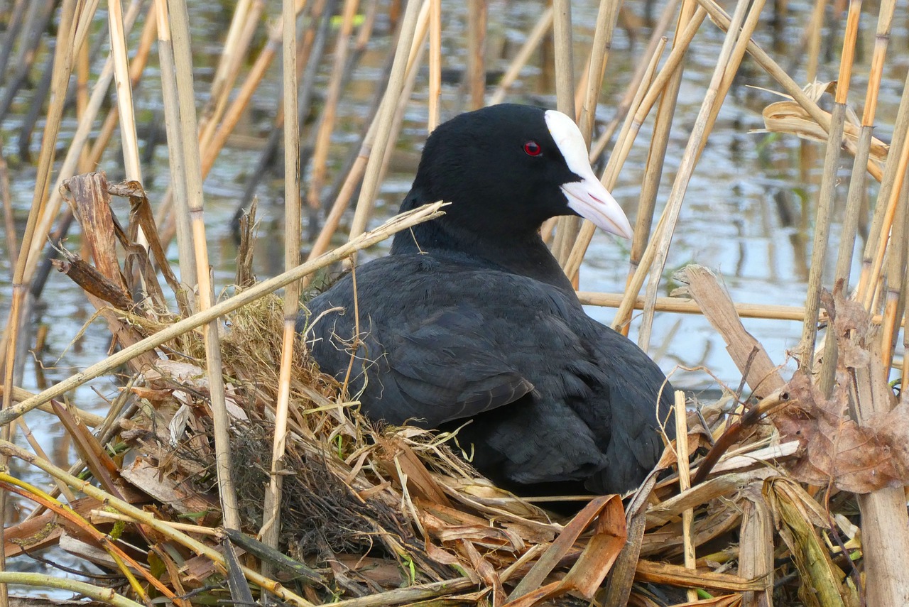 coot  nest  hatch free photo