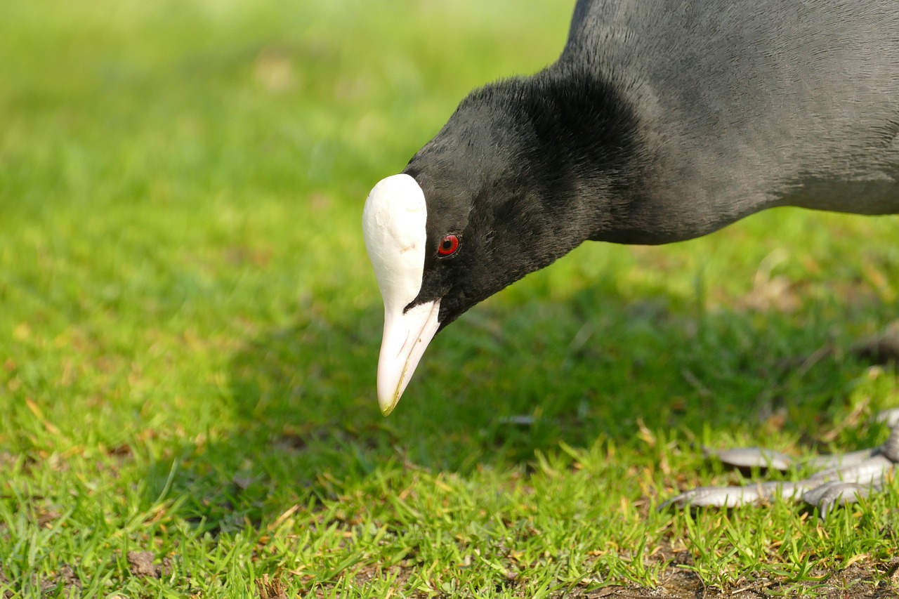 coot  bird  waterfowl free photo