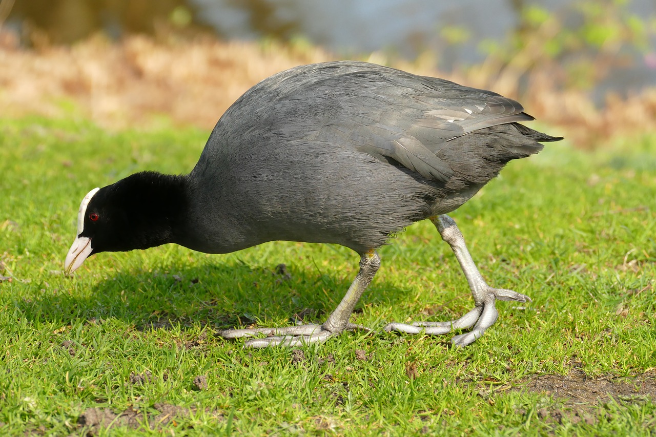 coot  bird  waterfowl free photo