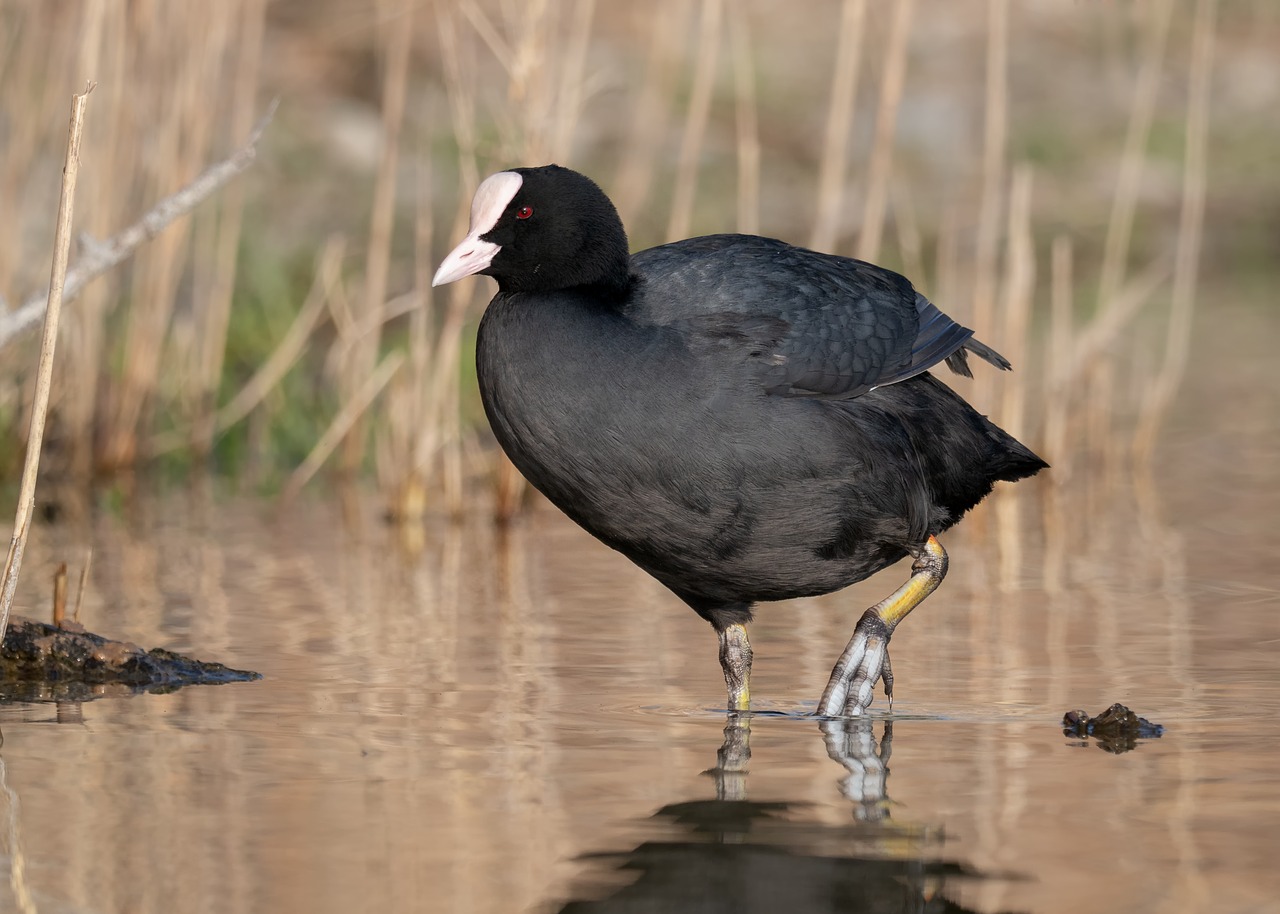 coot  water bird  bird free photo