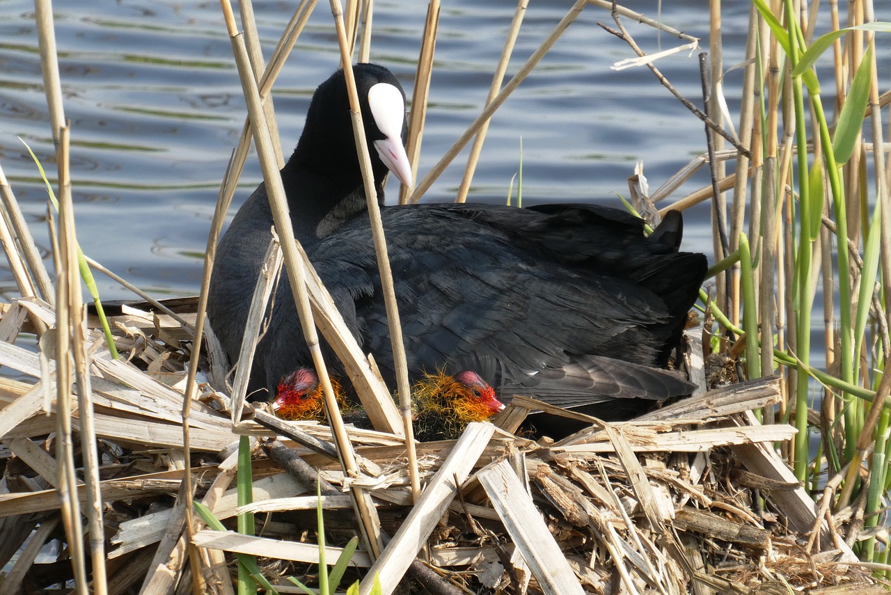 coot  chicks  nest free photo