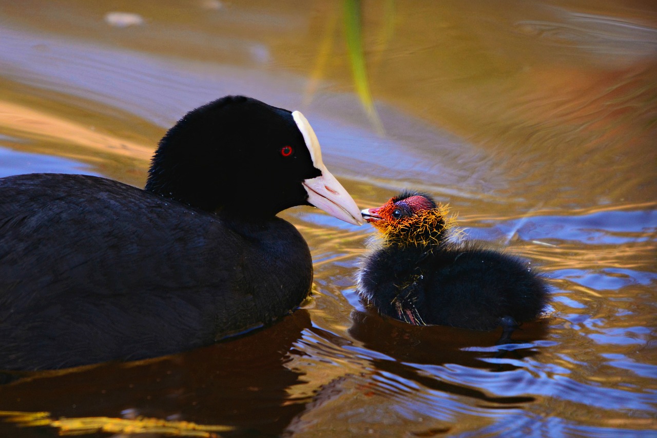 coot  water bird  animal free photo