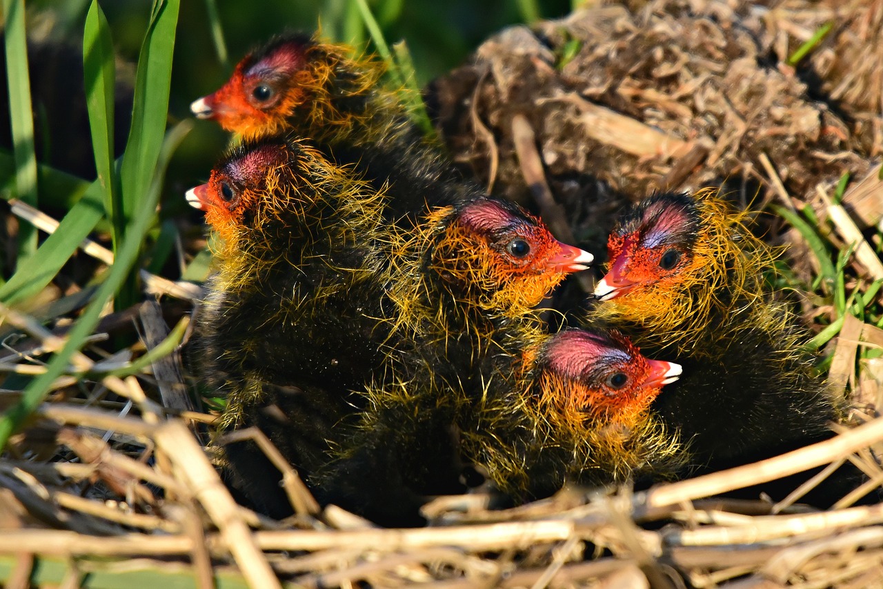 coot  chick  waterbird free photo