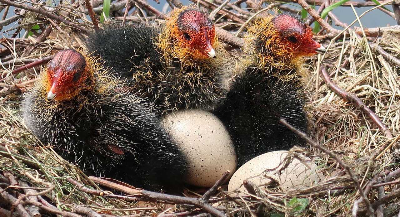 coot  egg  young free photo