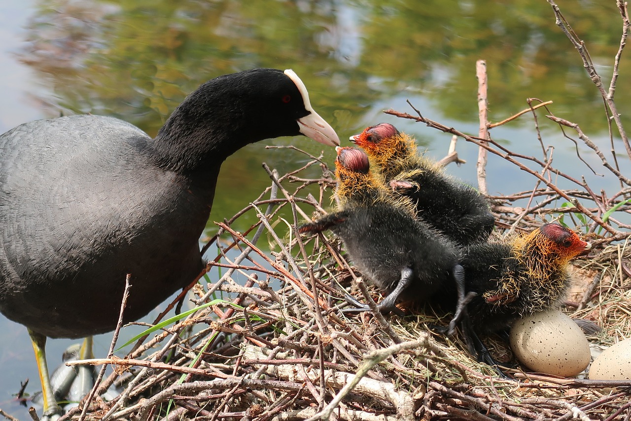 coot  nest  young free photo