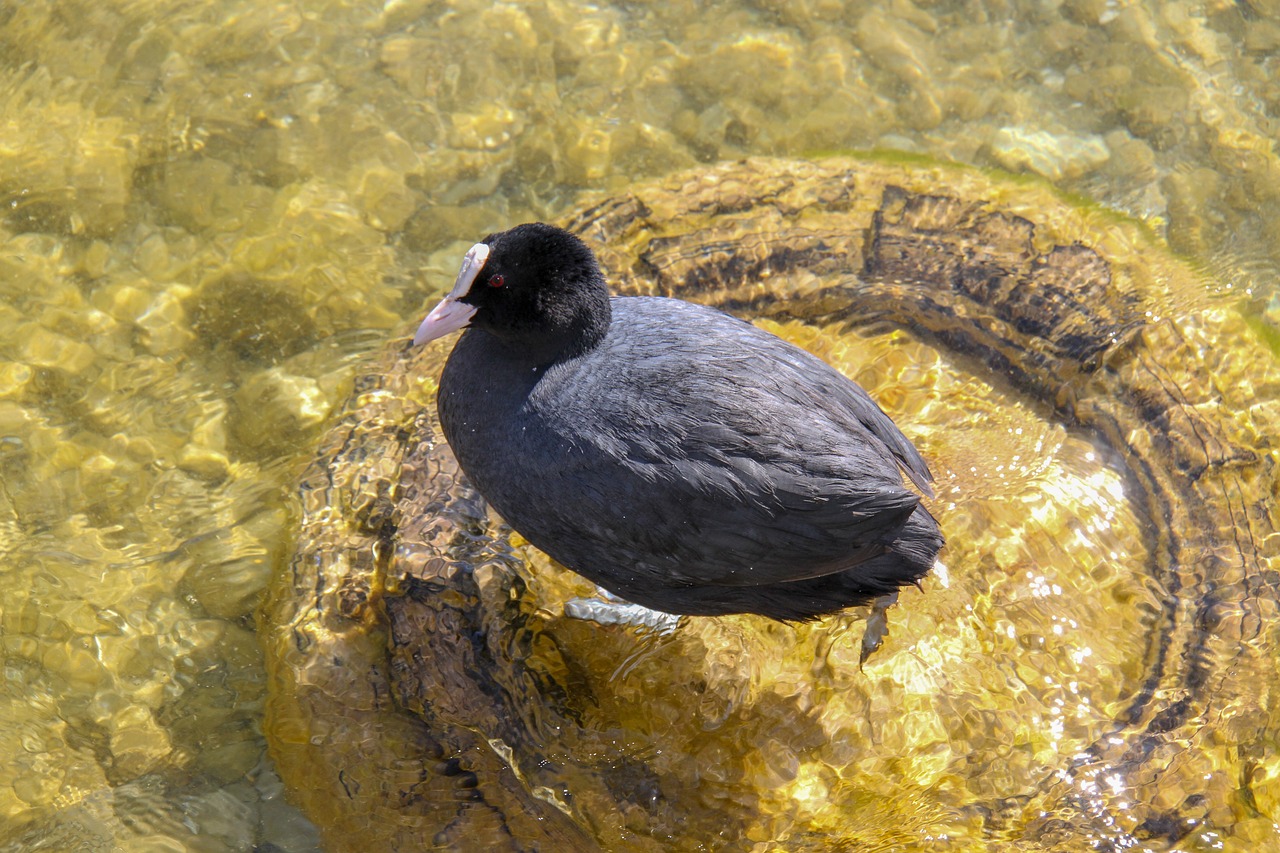 coot  bird  lake free photo