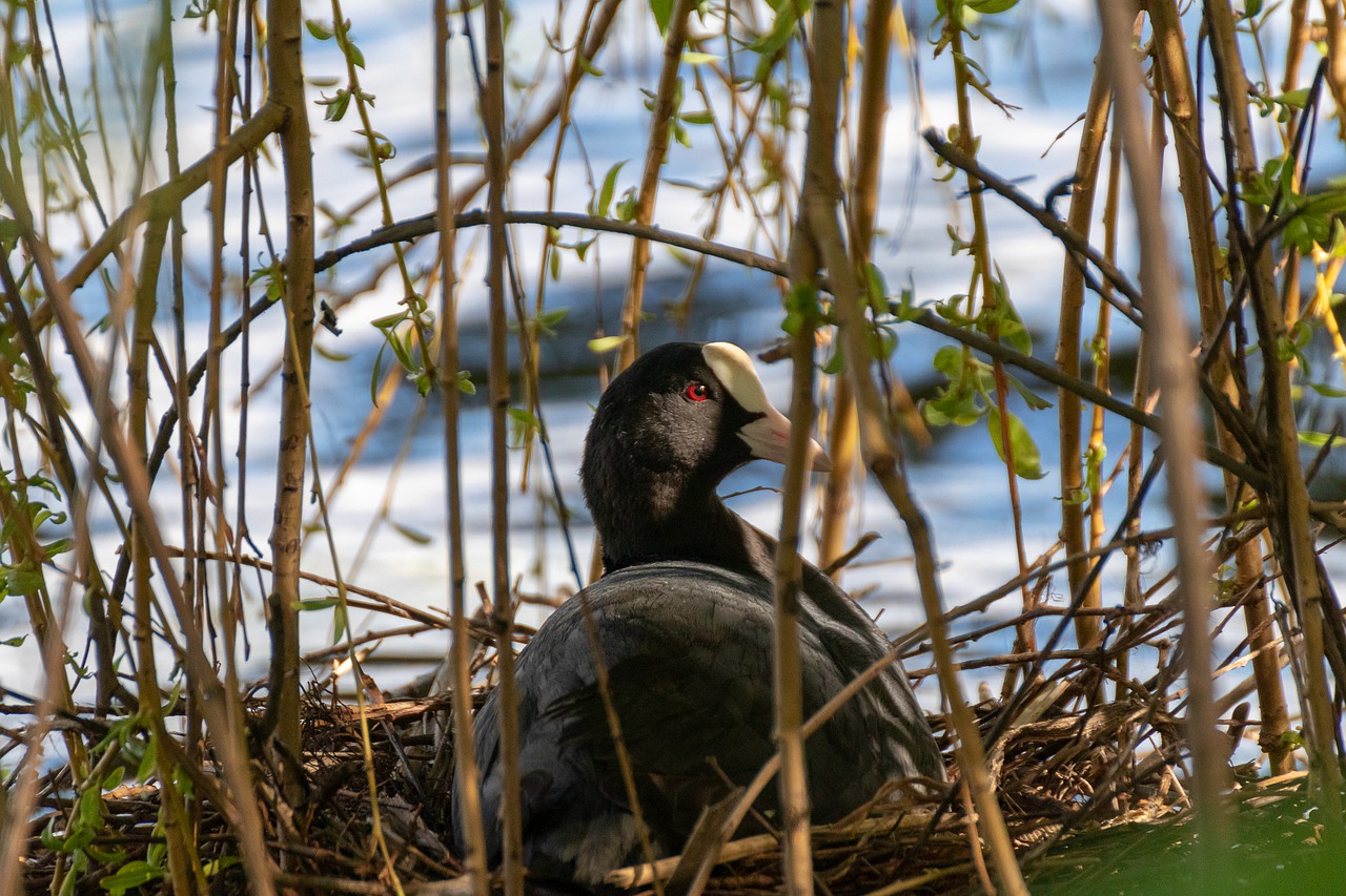 coot  nest  water free photo