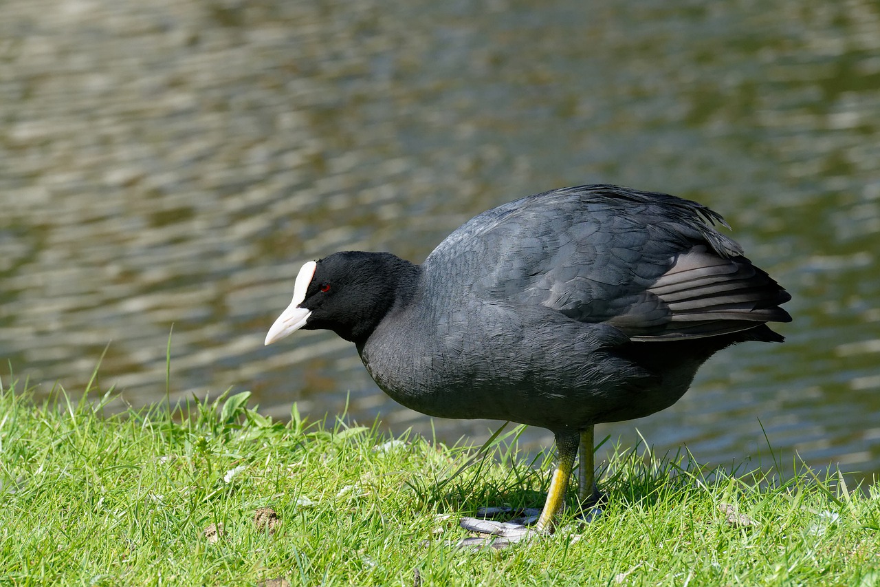 coot  water bird  animal world free photo