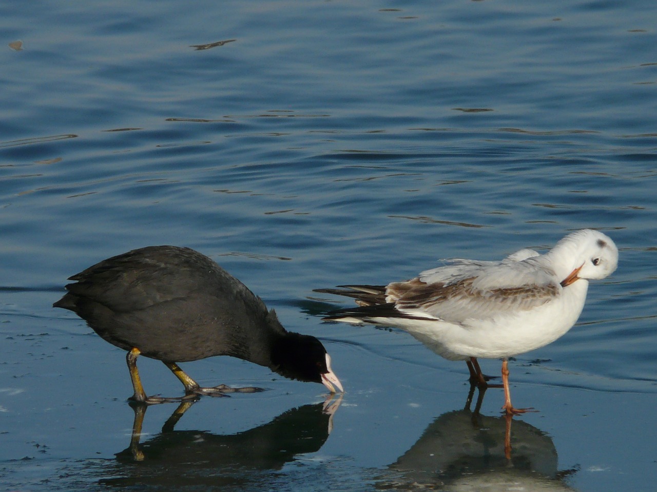 coot seagull pair free photo