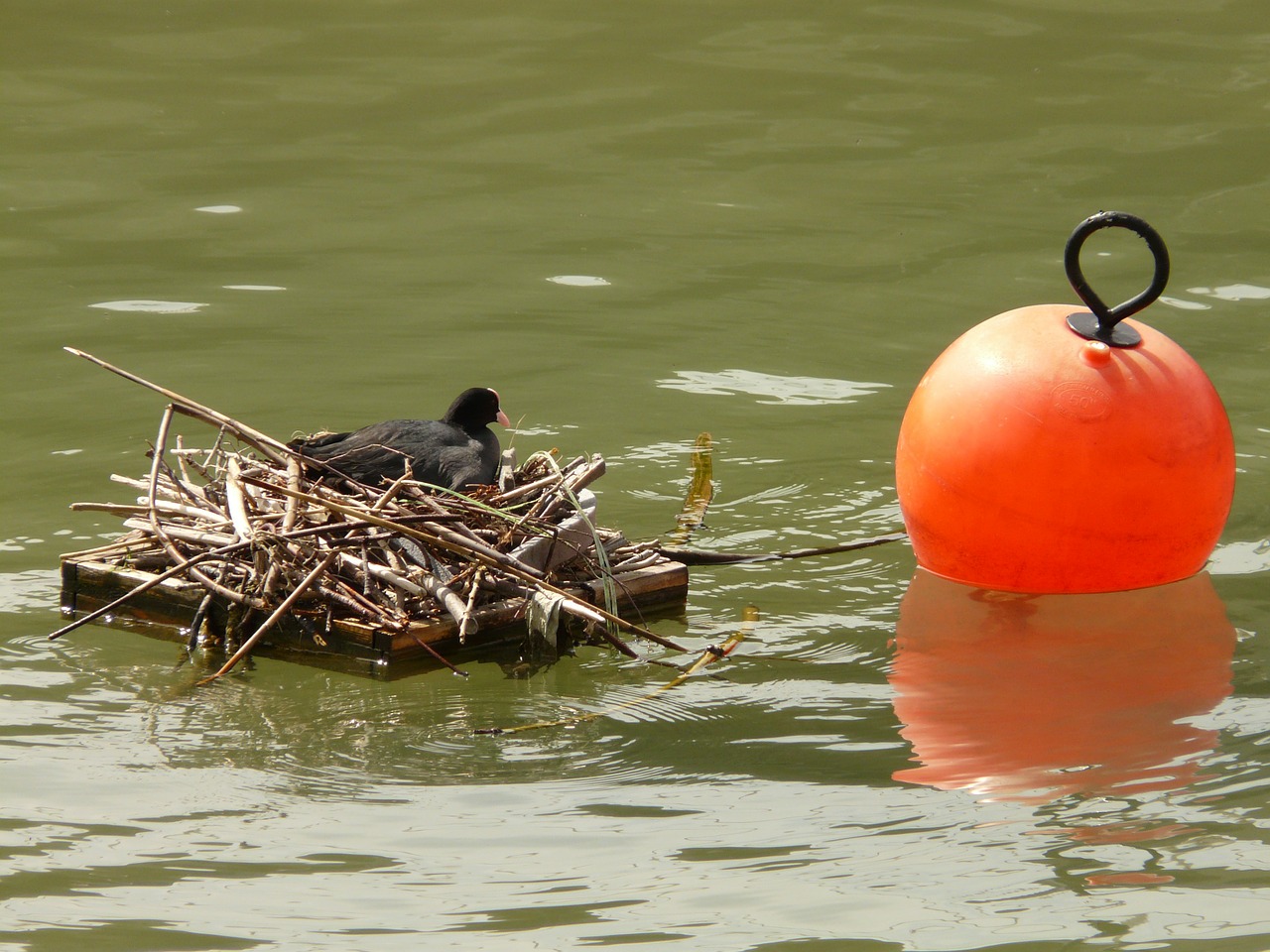 coot nest water free photo