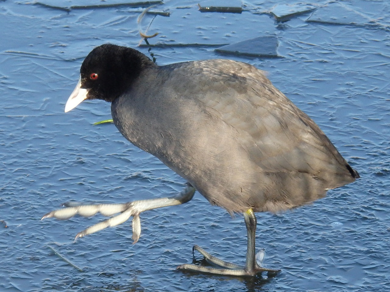 coot great legs step free photo