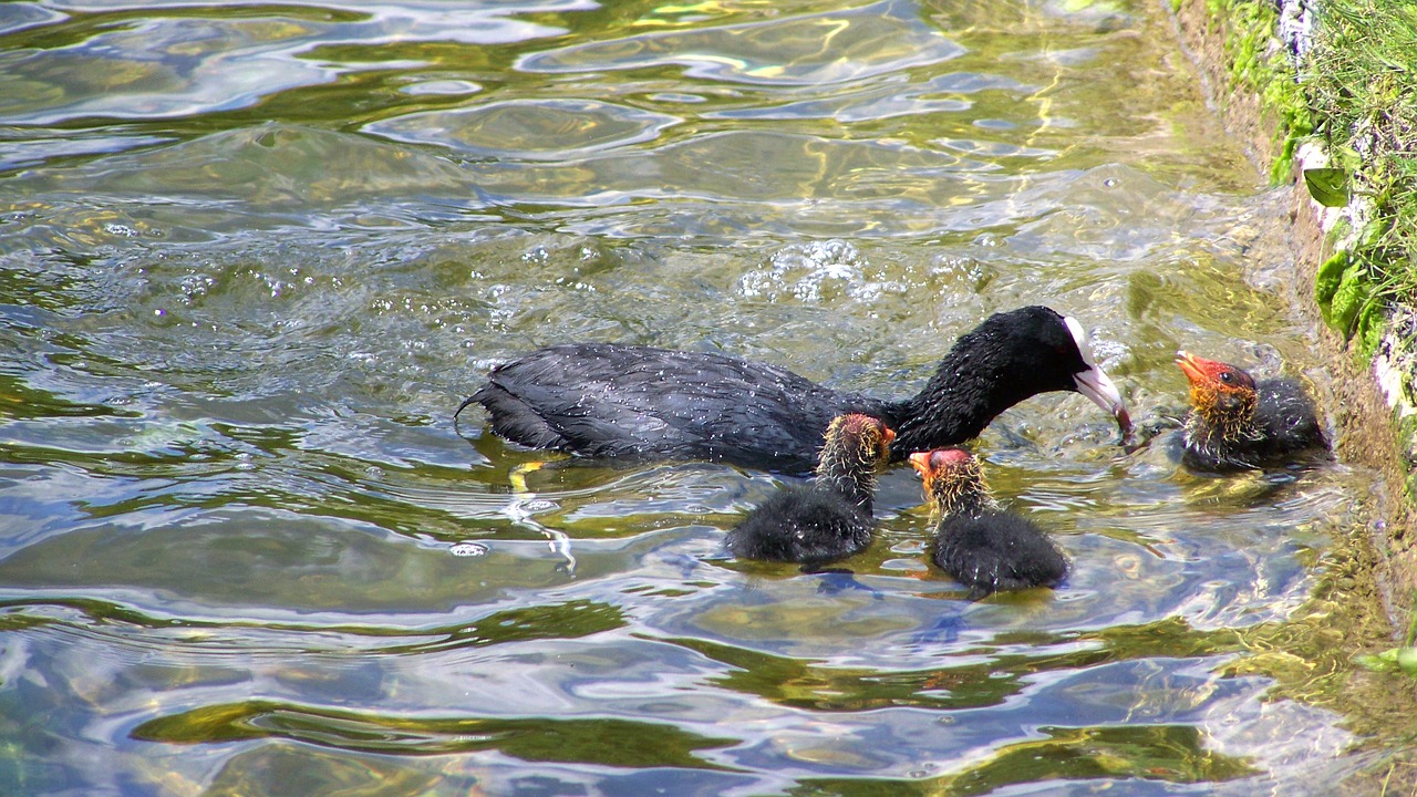 coot nestlings water free photo