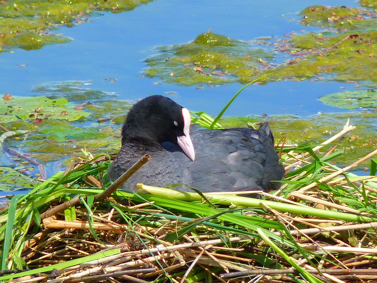 coot nest breed free photo