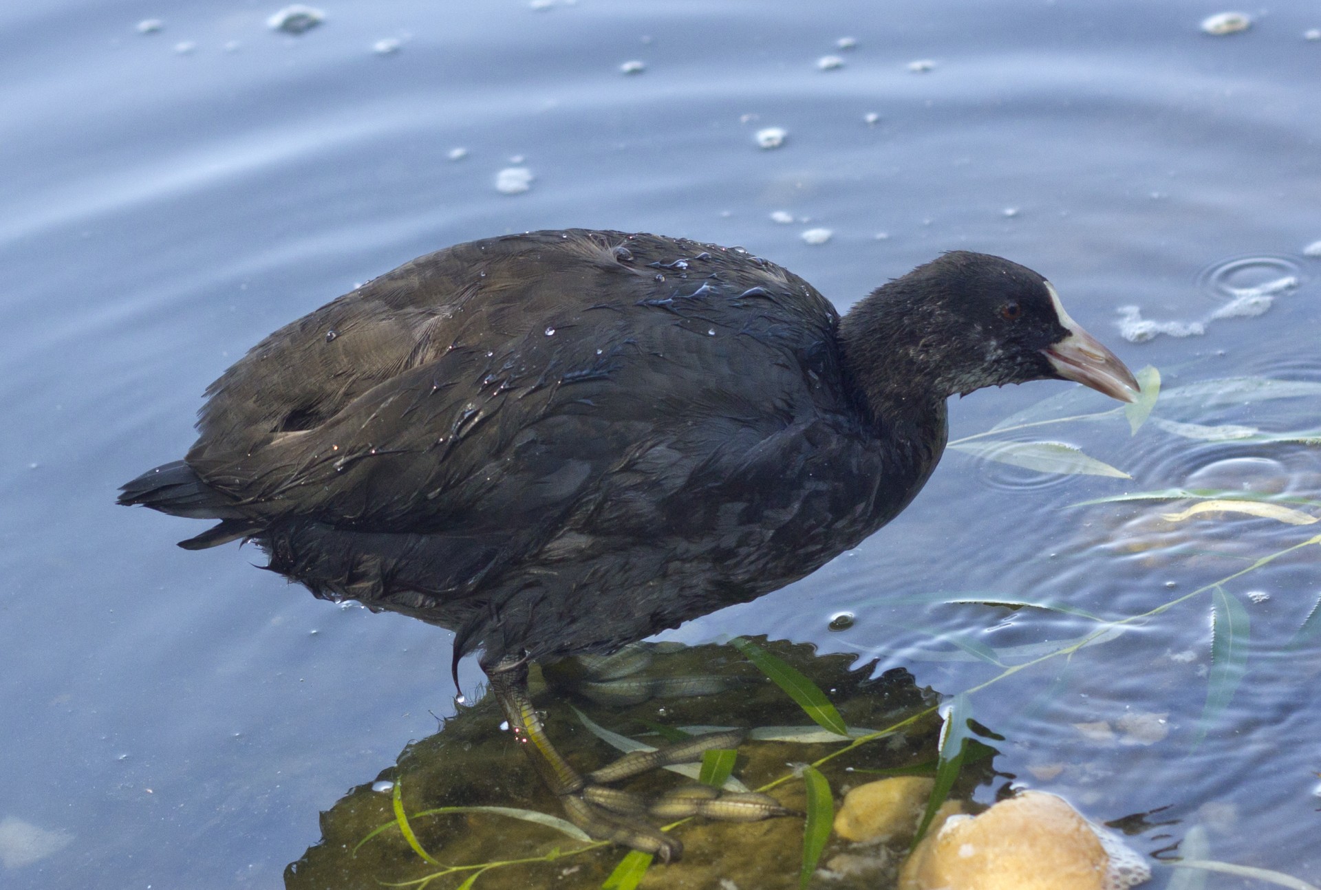 duck coot water free photo
