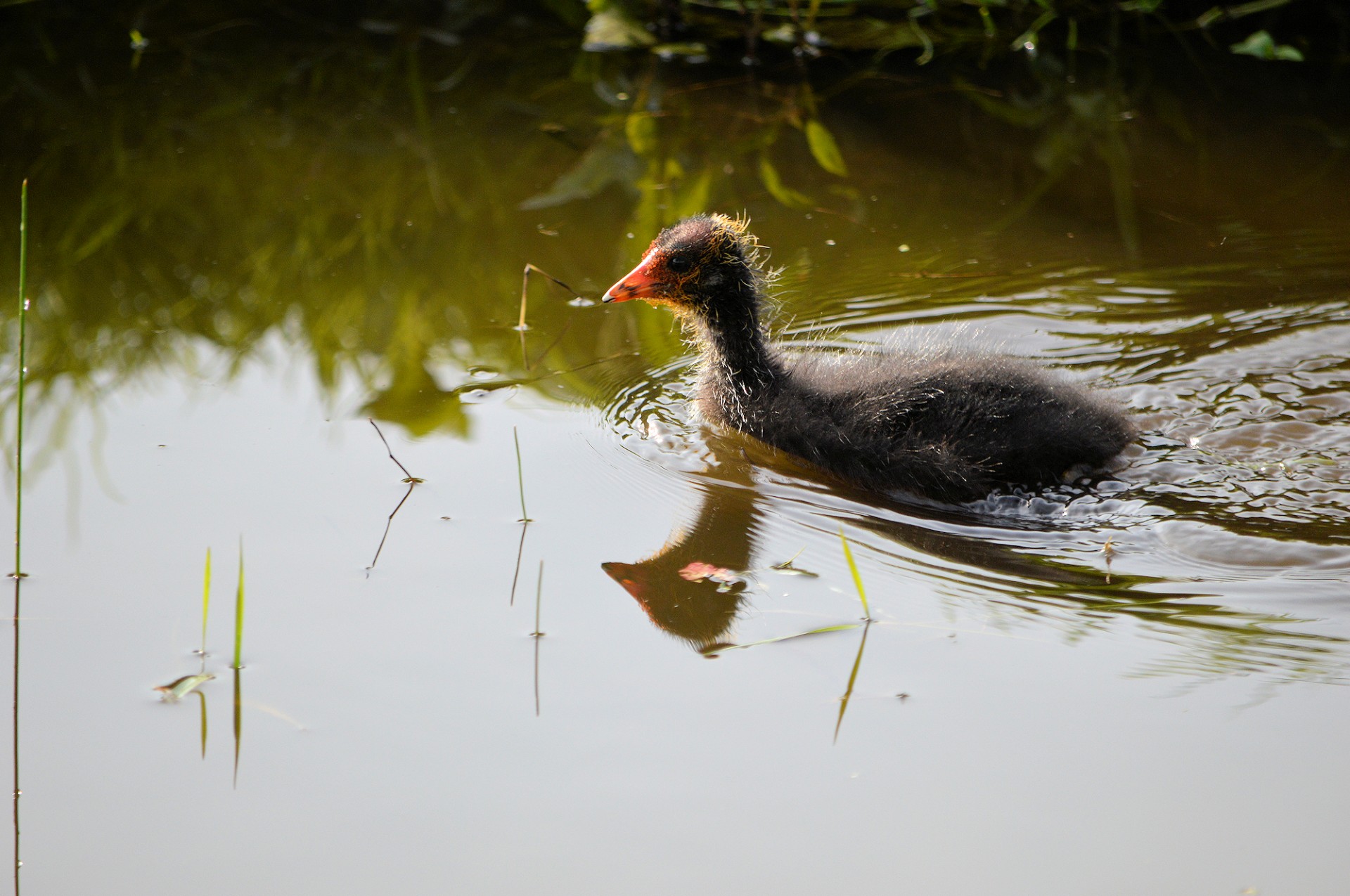 coot bird animal free photo