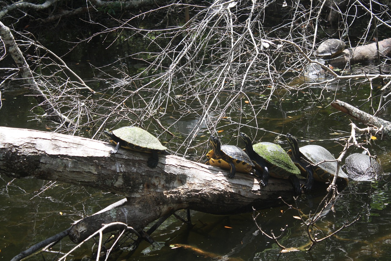 cooter turtle turtles free photo