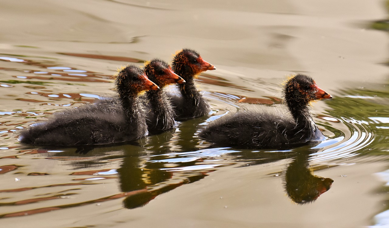 coots  chicks  leader free photo