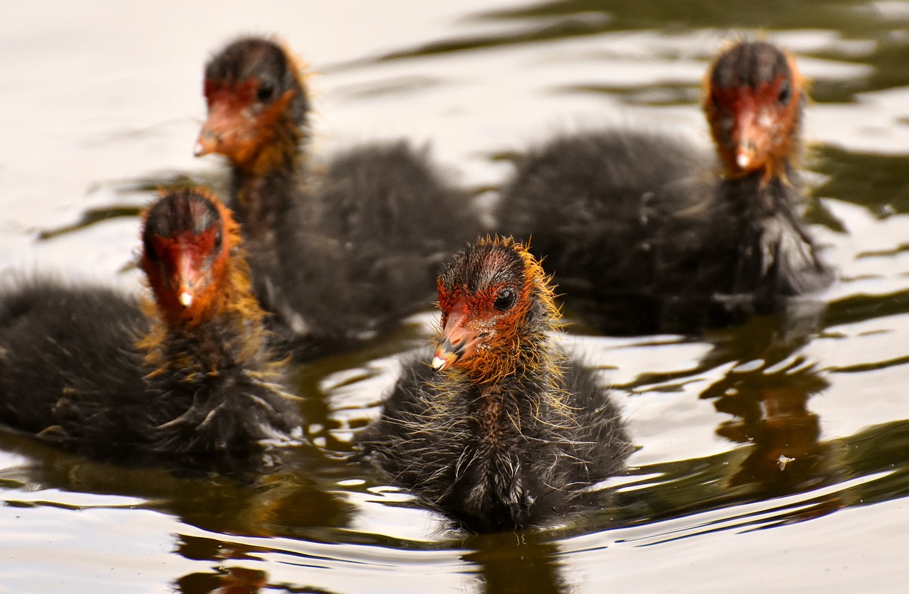coots  chicks  leader free photo