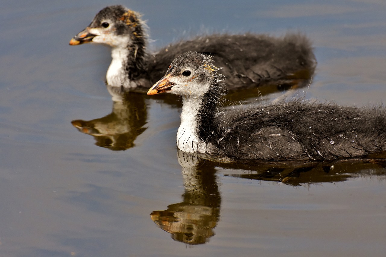 coots  chicks  waters free photo