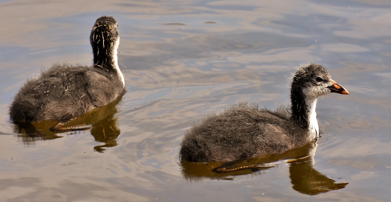 coots  chicks  waters free photo