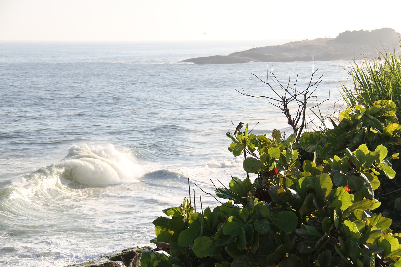 copacabana  brazilwood  rio de janeiro free photo