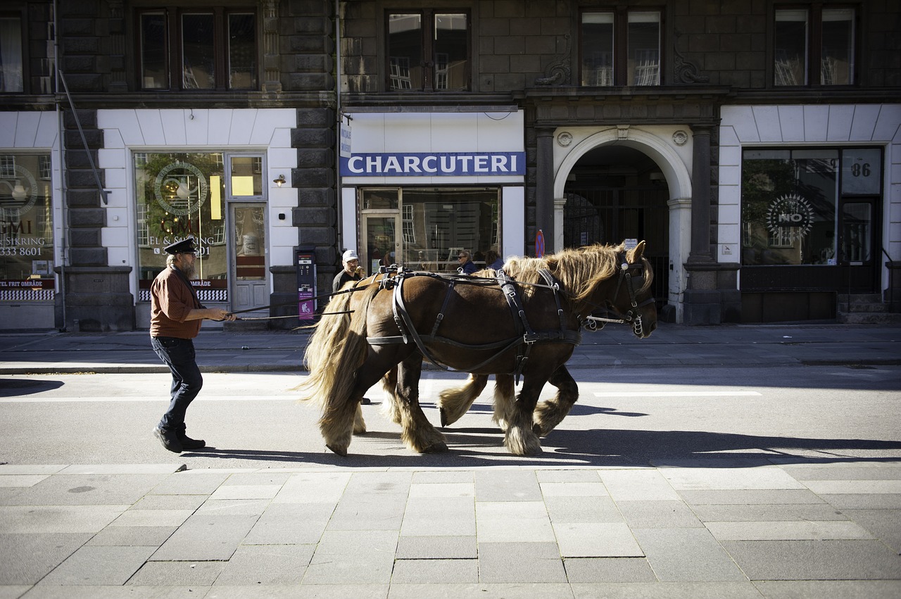 copenhagen horses denmark free photo