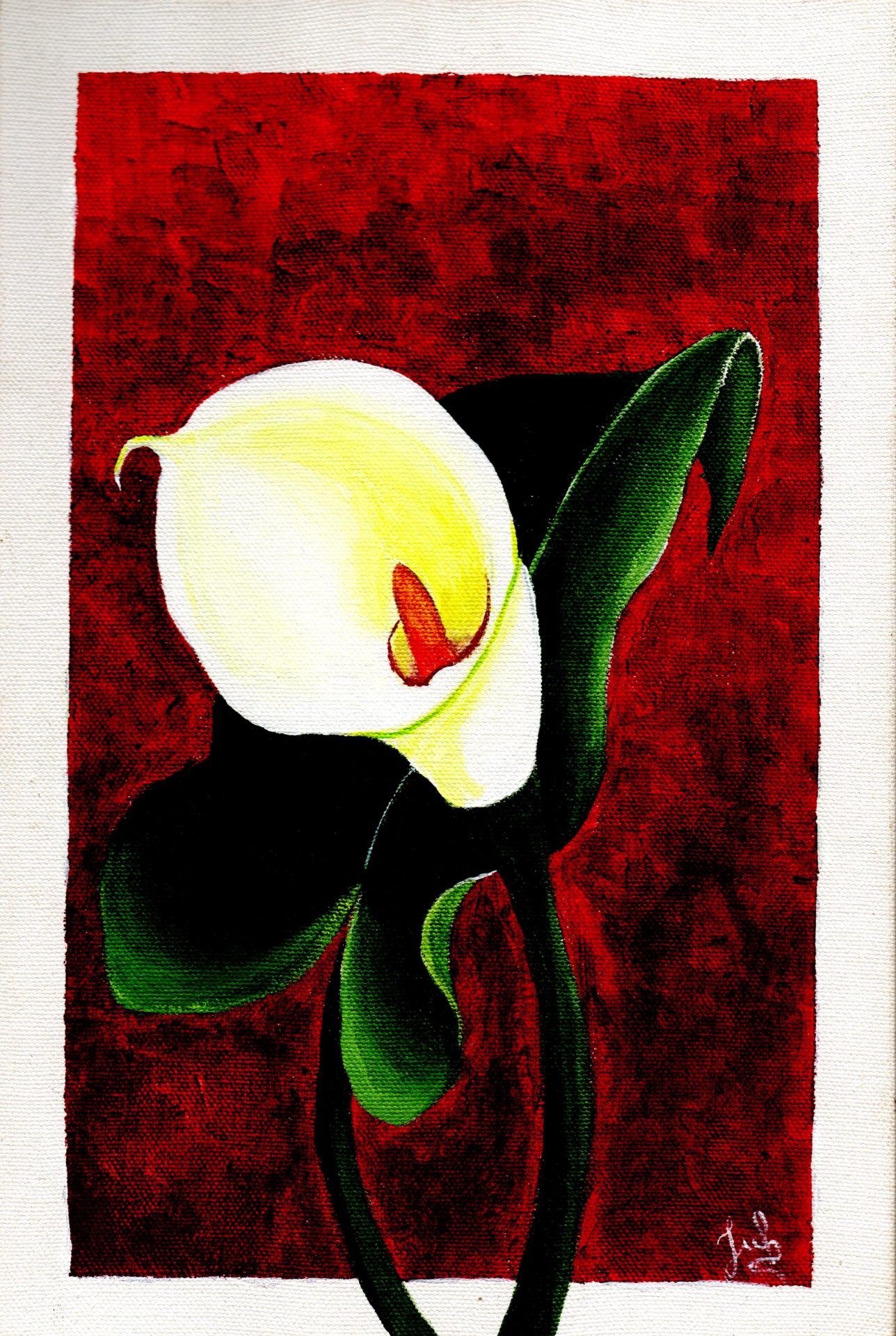 flower calla lily deep crimson free photo