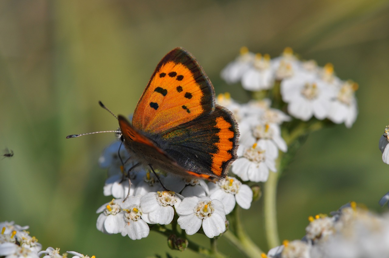 copper  butterfly  butterflies free photo