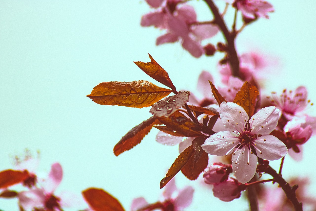 copper beech  spring  bloom free photo