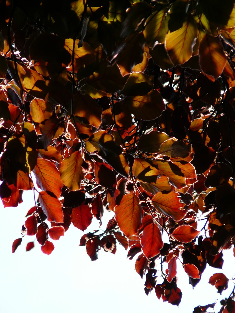copper beech leaves purple beech free photo