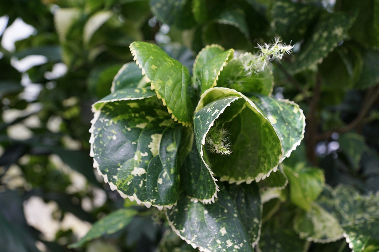 copper leaf acalypha amentacea leaf free photo