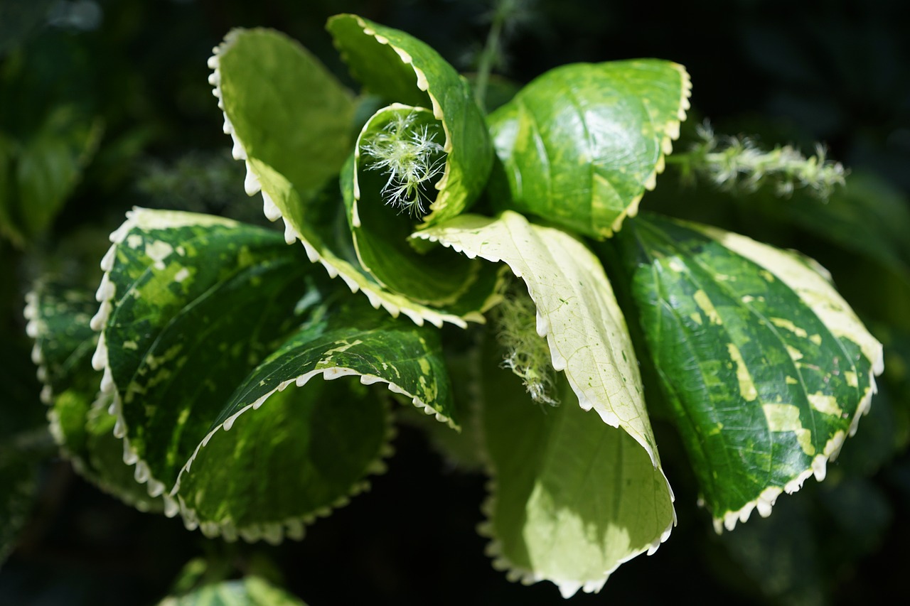 copper leaf acalypha amentacea leaf free photo