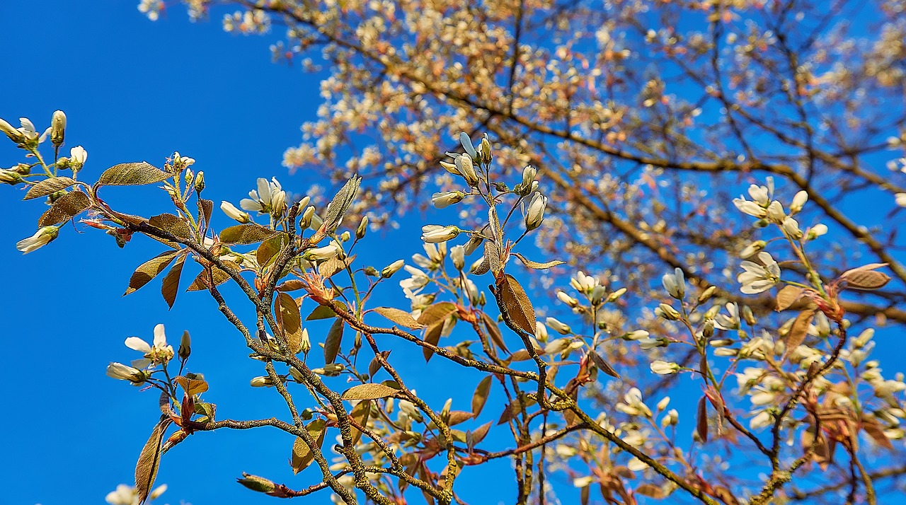 copper rock pear  flowers  amelanchier lamarckii free photo