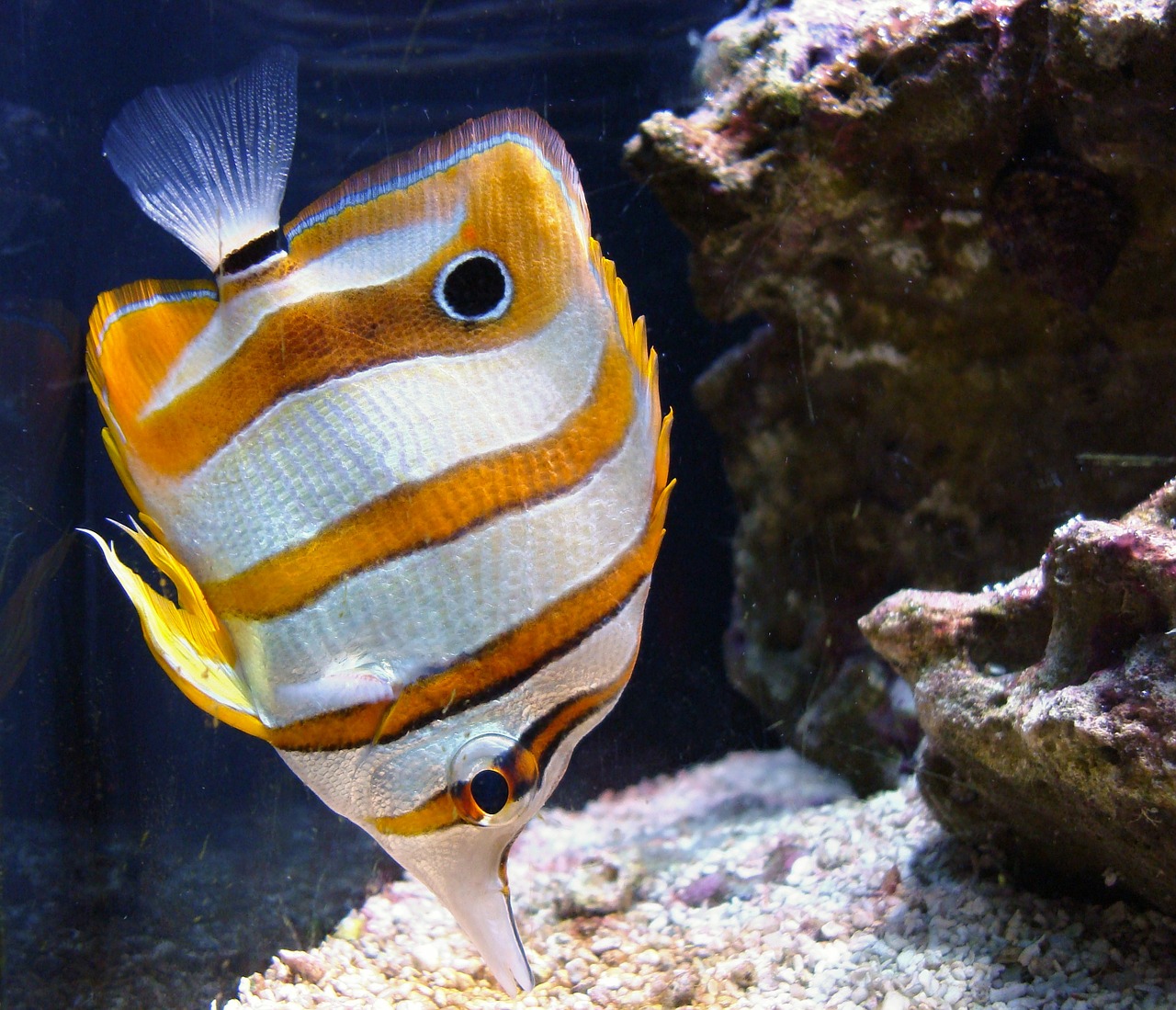 copperband butterflyfish tropical saltwater free photo