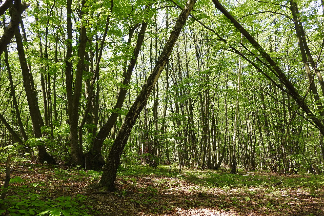 coppice polykormon forest free photo