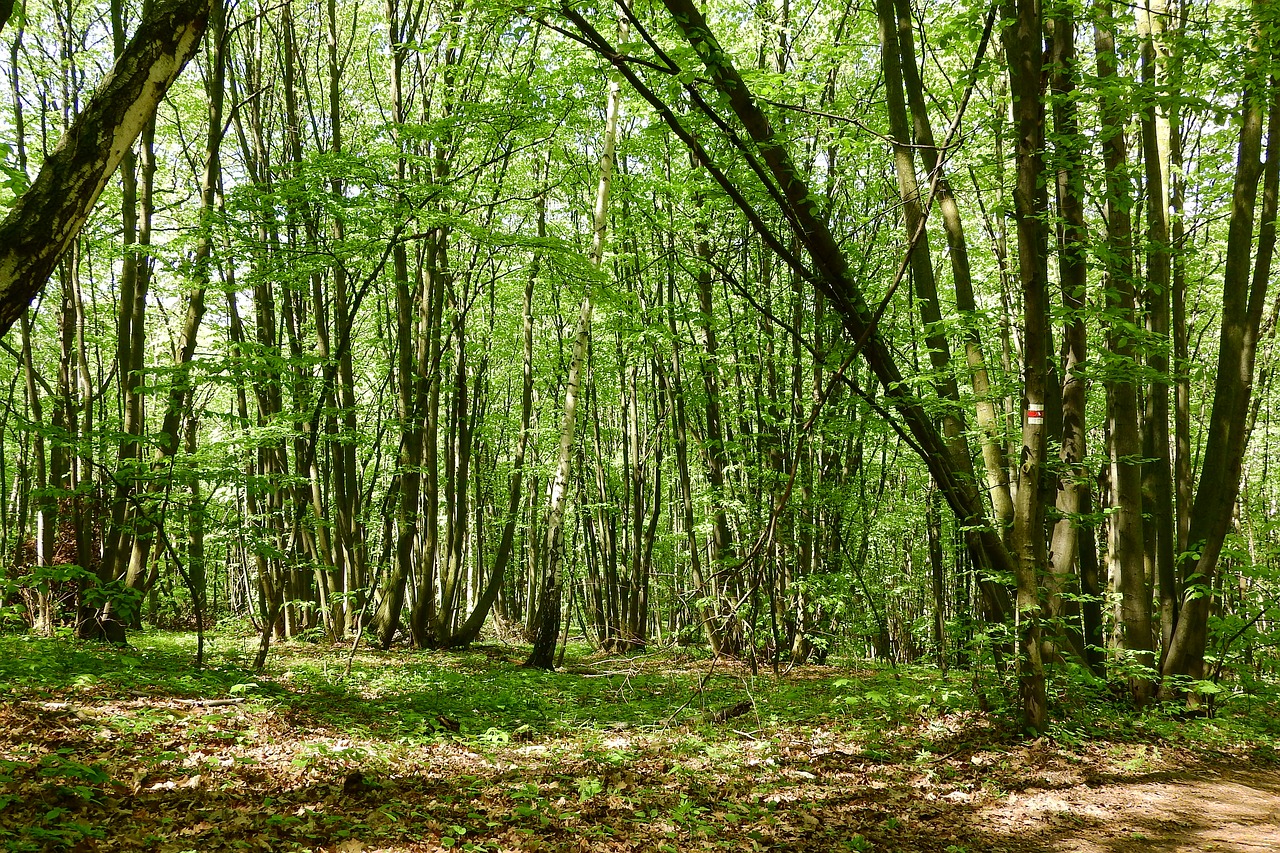 coppice polykormon forest free photo
