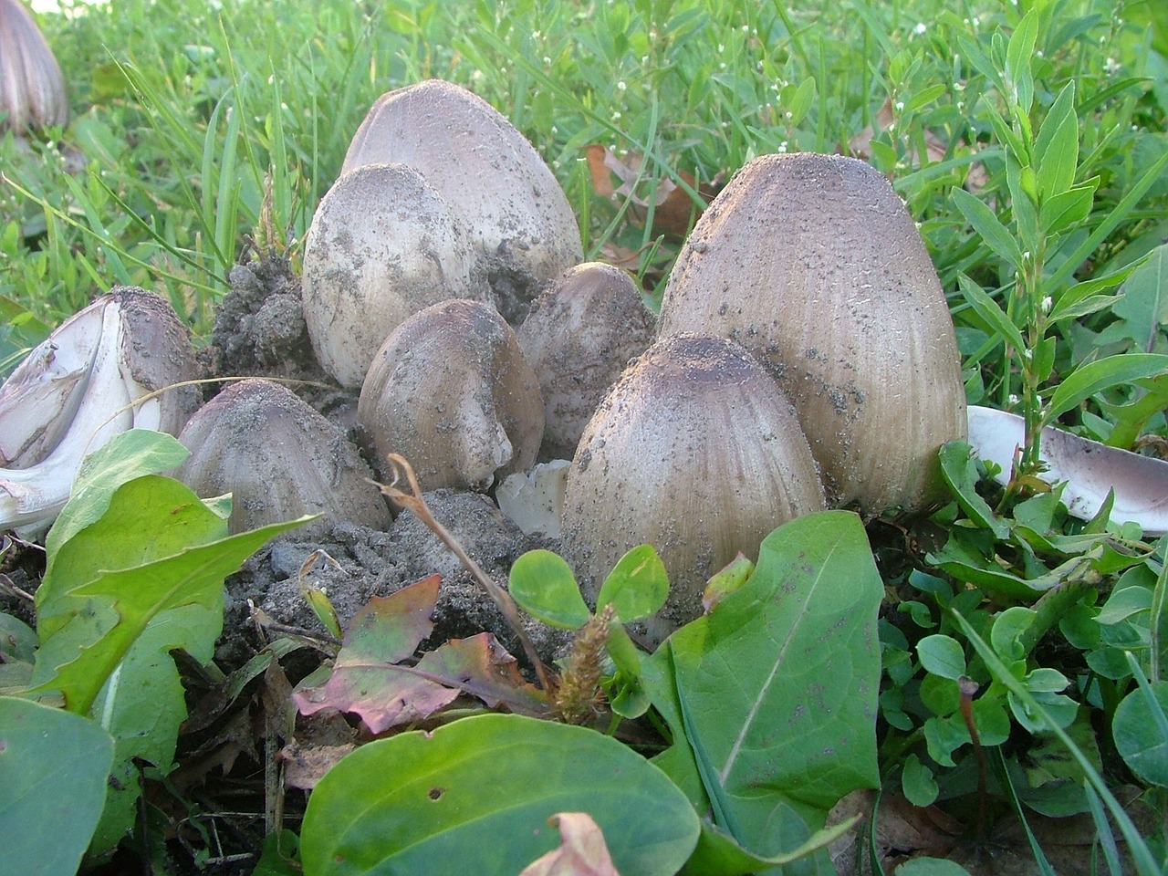 coprinus mushroom nature free photo