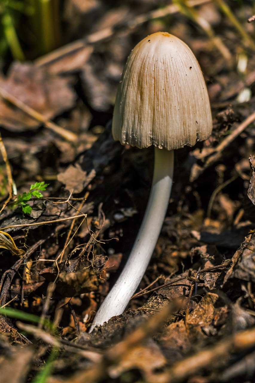 coprinus mushroom coprinopsis atramentaria free photo