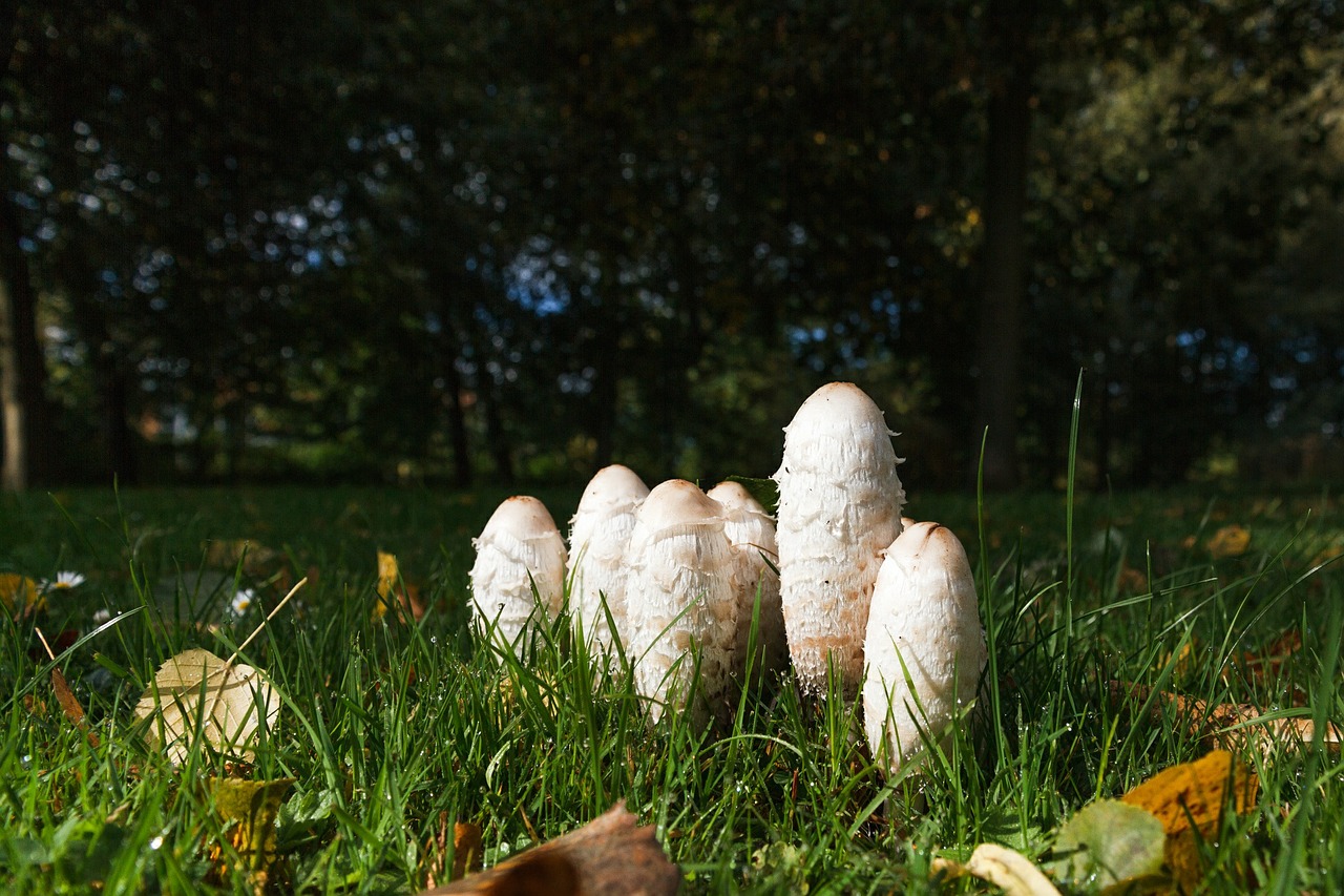 coprinus mushrooms meadow free photo