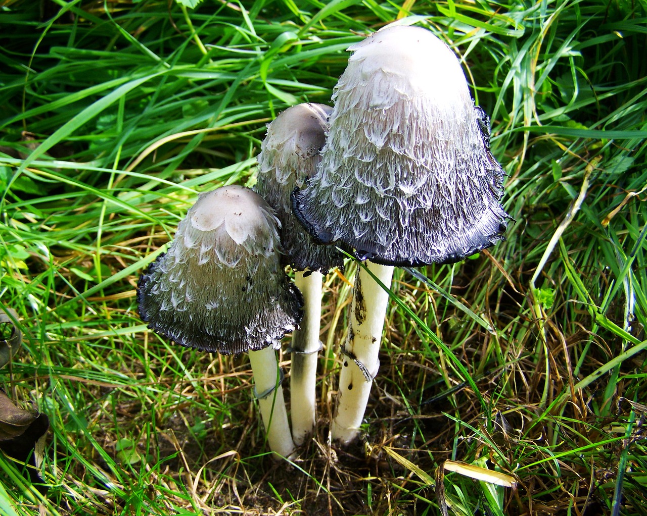 coprinus comatus white-gray fungus nature free photo