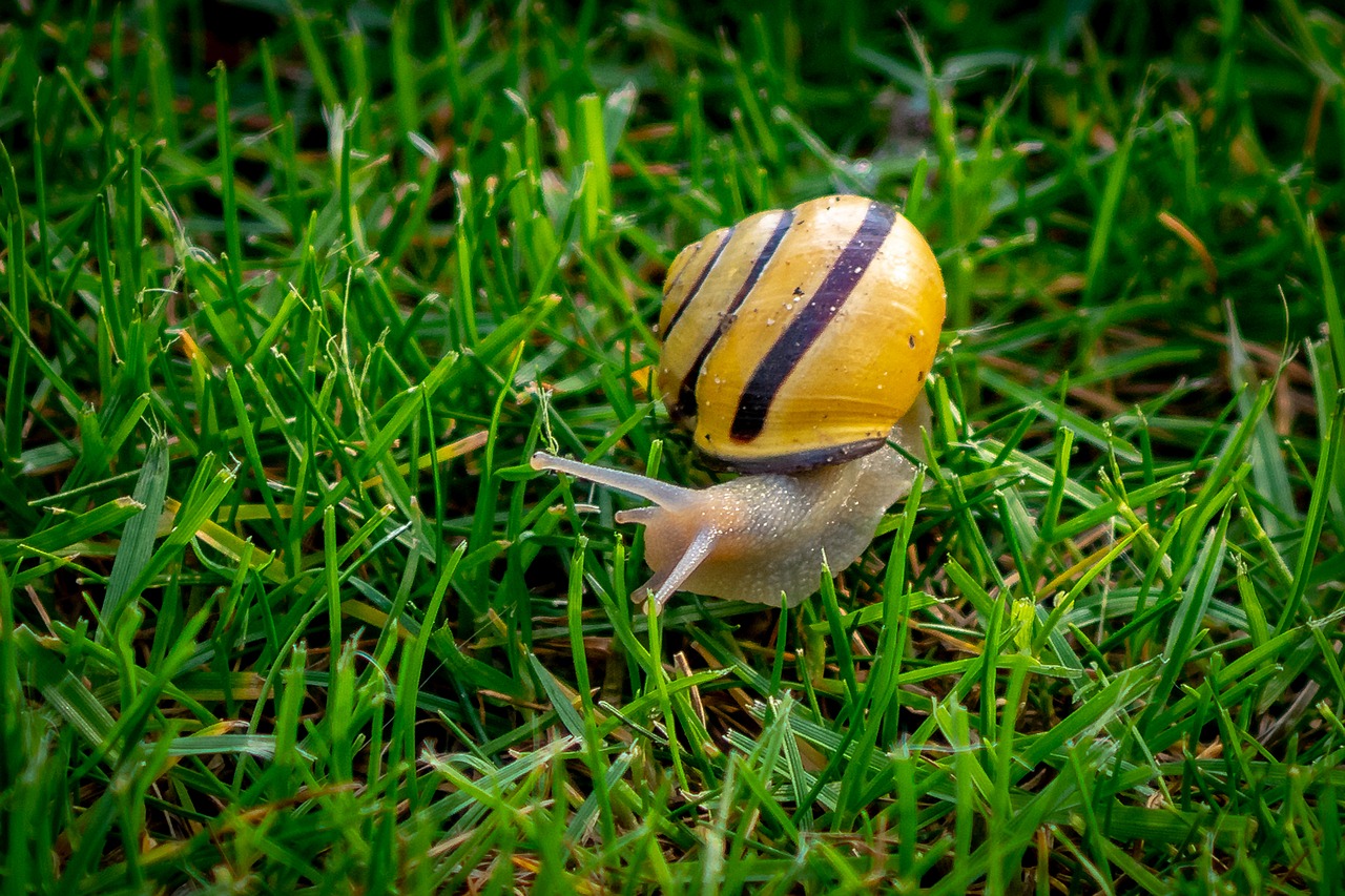 copse snail  helicidae  shell free photo