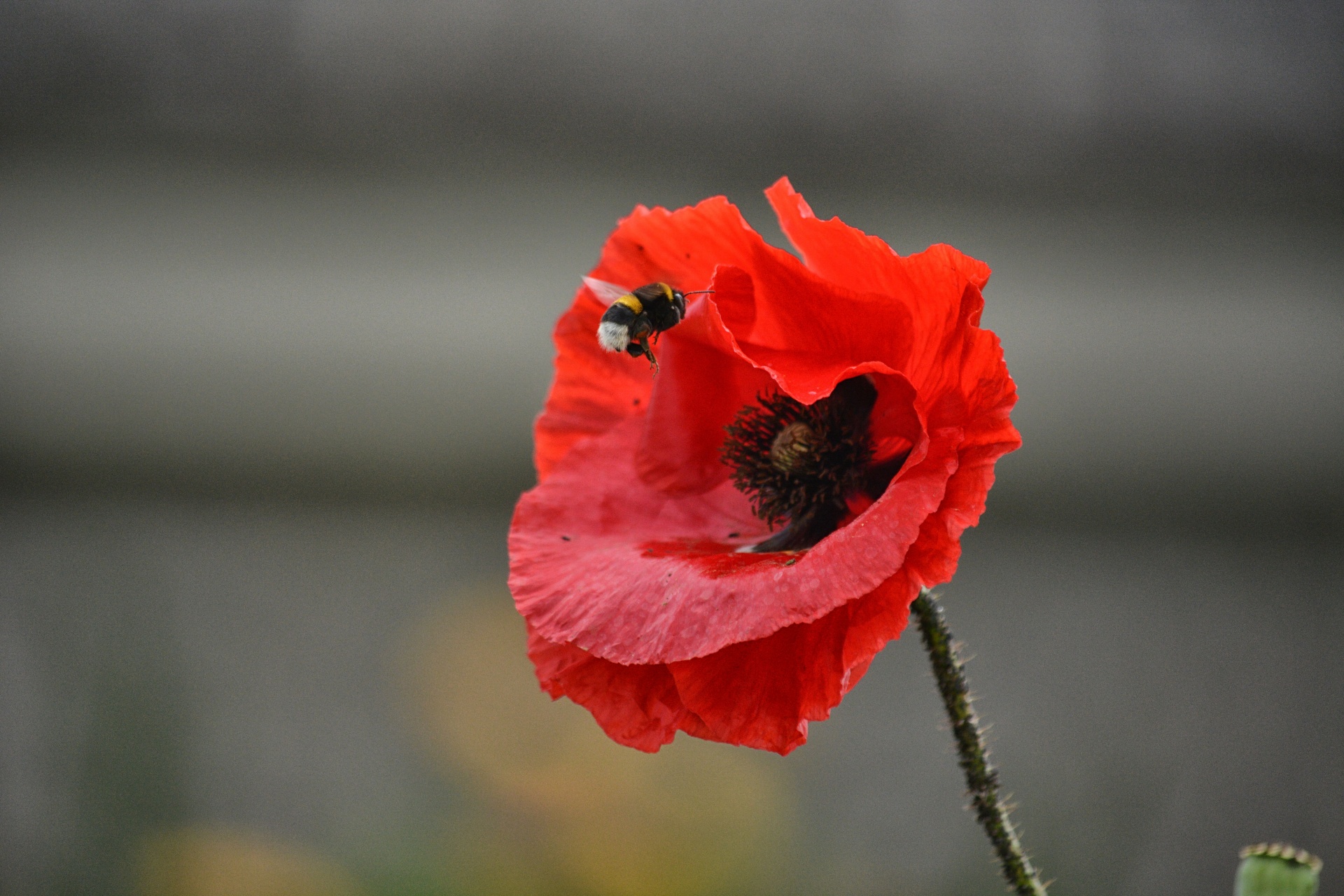 poppy bumblebee insect free photo