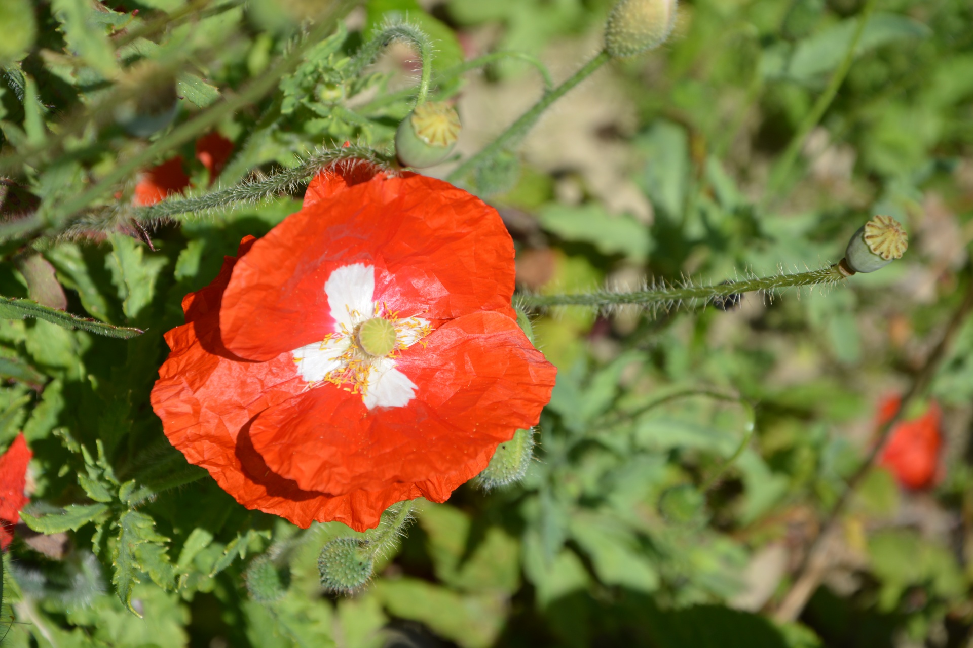 red poppy flower free photo