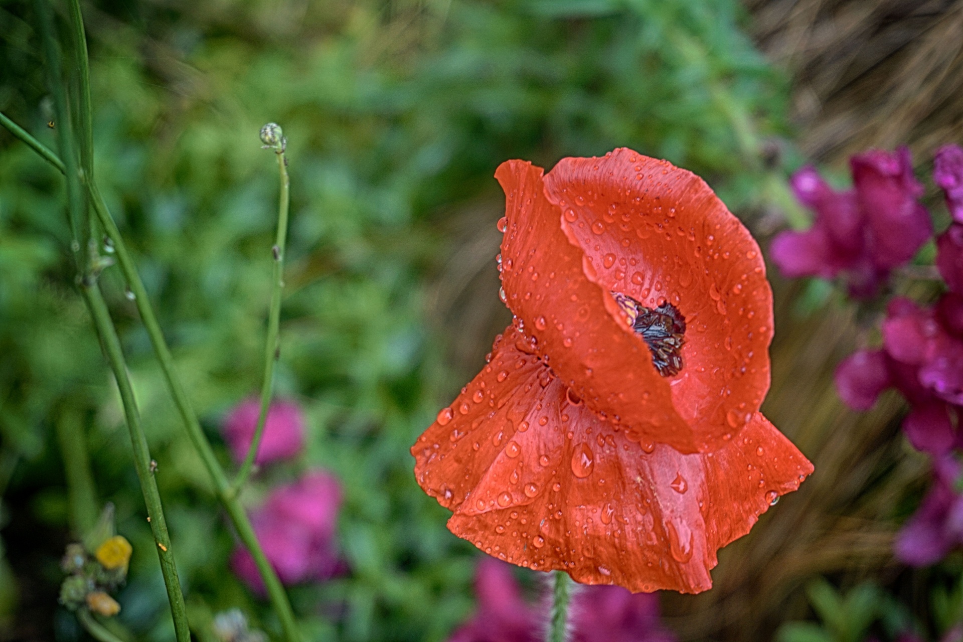 poppy flower flora free photo