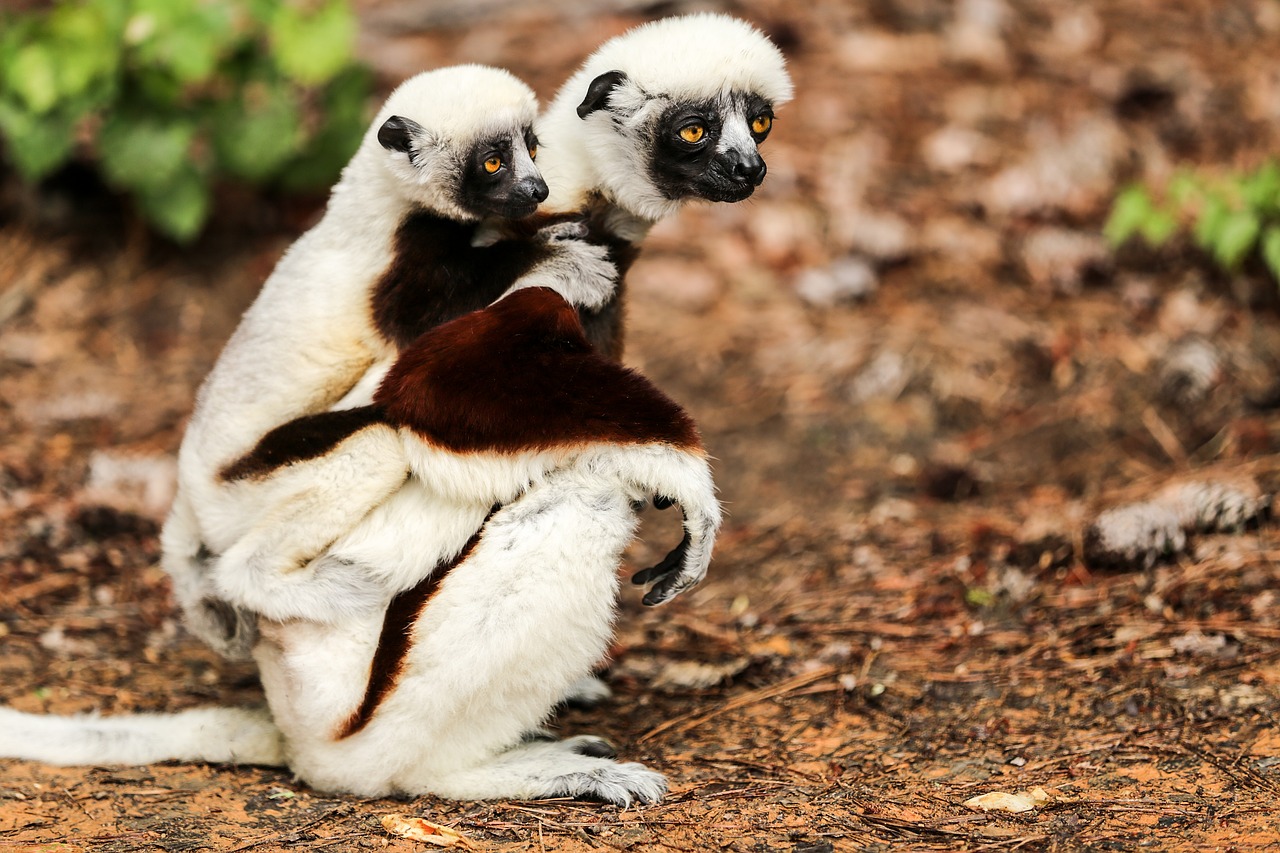 coquerel's sifaka propithecus coquereli sifaka free photo