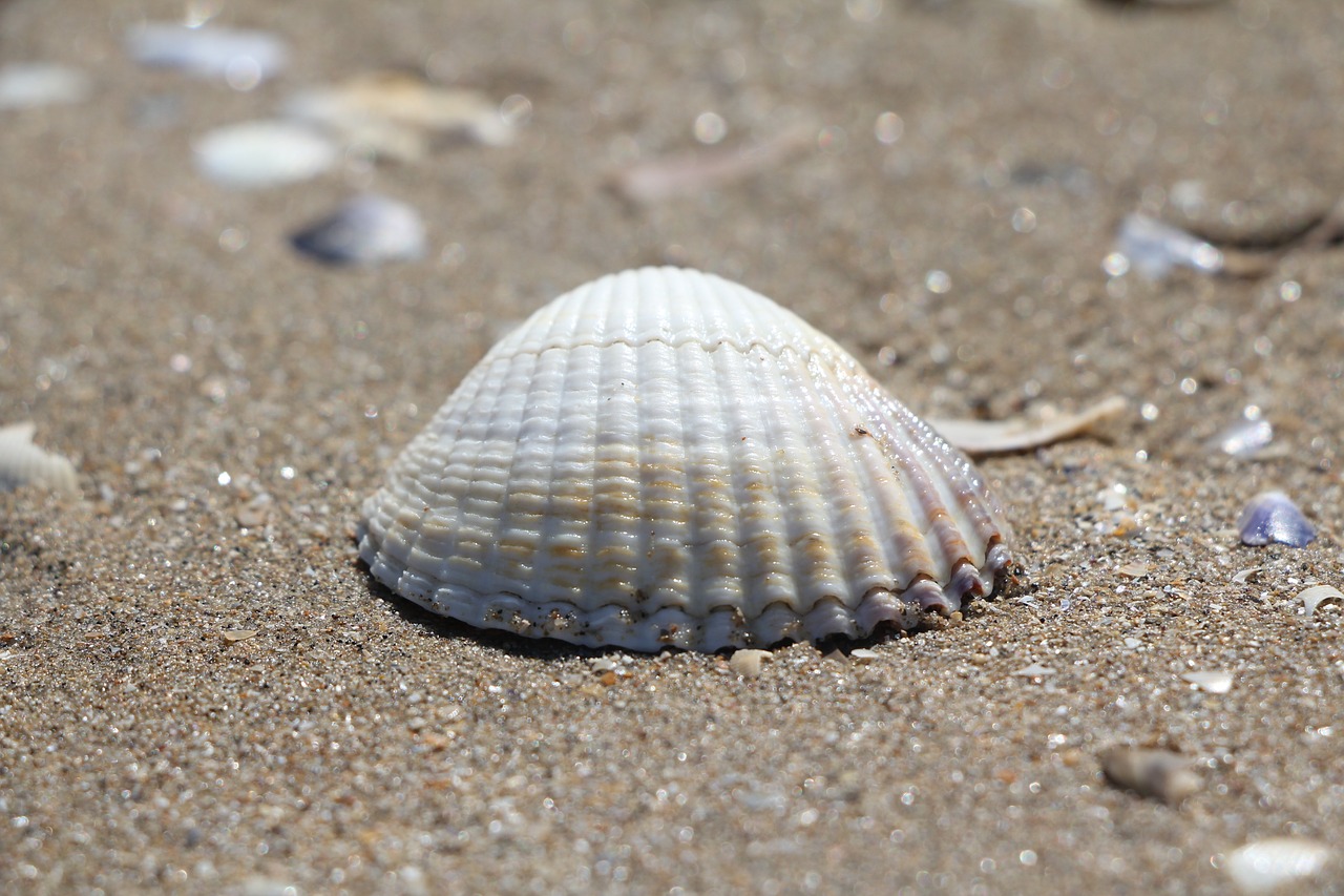 coquille  sable  plage free photo