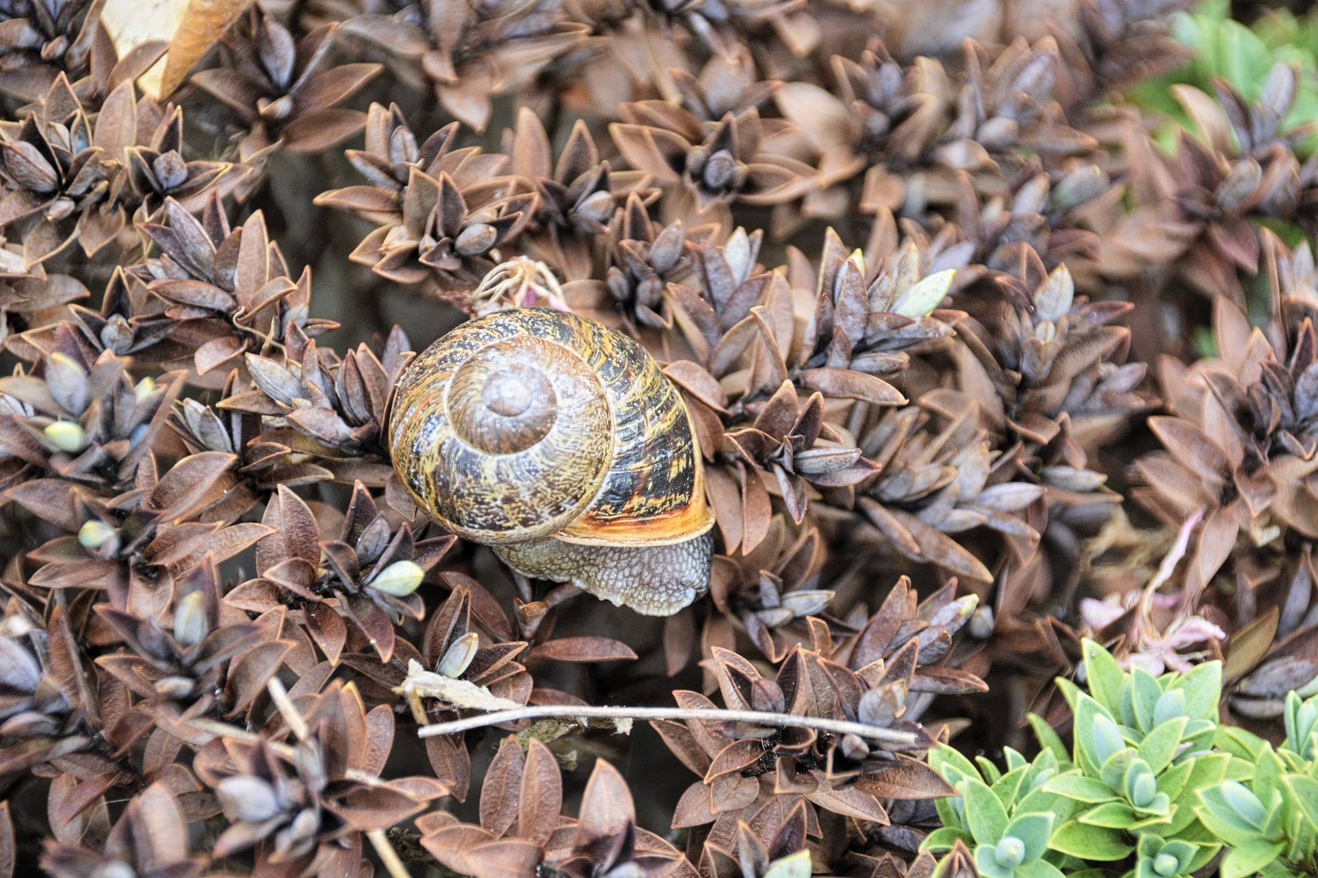 snail gastropod mollusc free photo