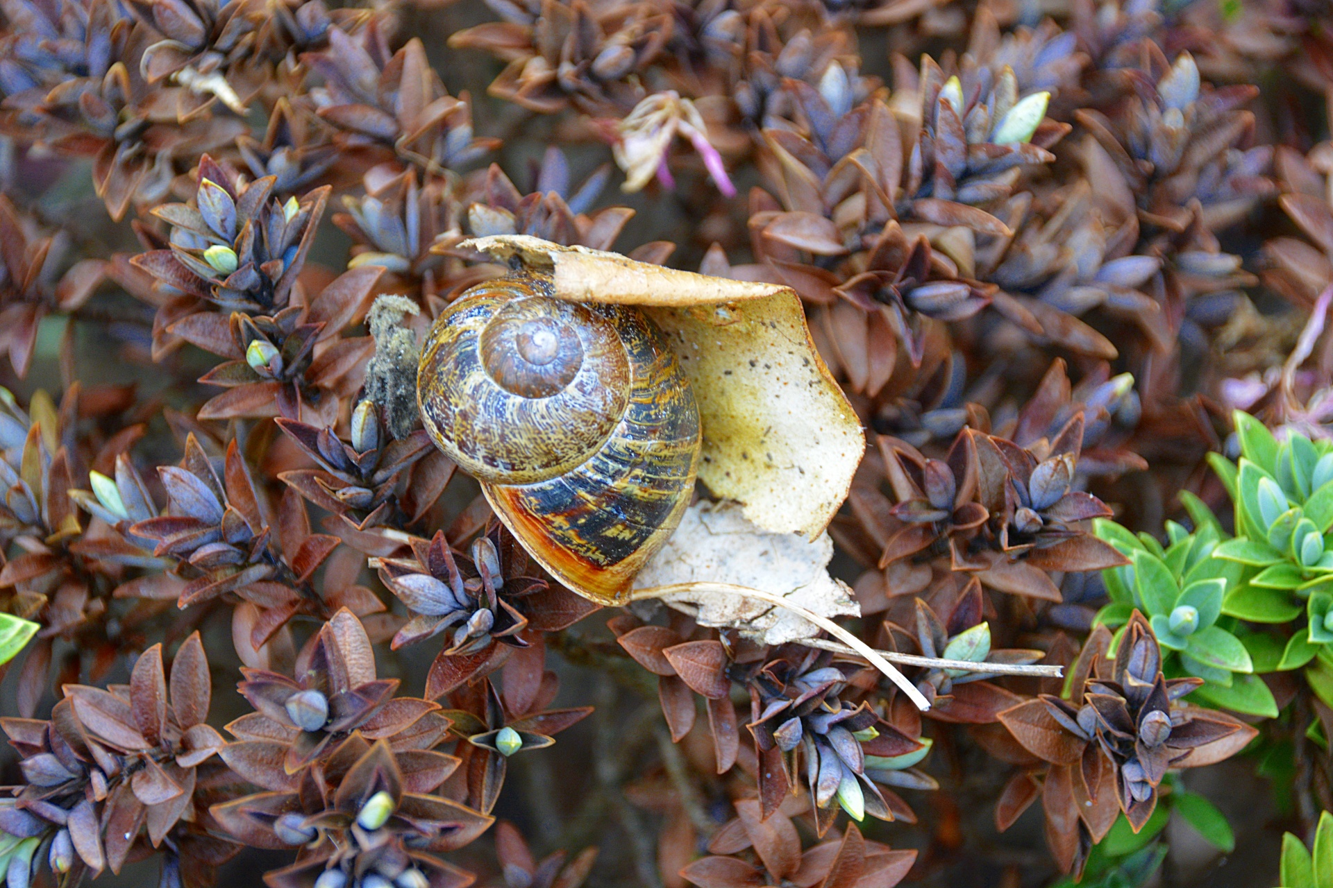 snail gastropod garden free photo
